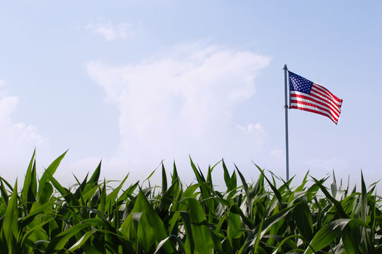 American flag flying over a corn field, symbolizing American-made agricultural equipment